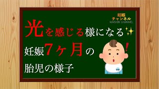 【妊娠7ヶ月】約50%が逆子！？妊娠7ヶ月胎児の様子