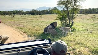 Angry Male Lion Loses His Temper | Big 5 | African Male Lion