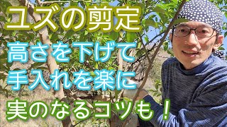 [Pruning Yuzu] How to lower the garden tree that has grown