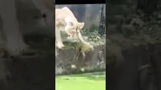 #animals #nature #youtube   #travel  #youtubeshorts  #india #zoo