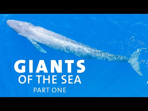 How Did Blue Whales Get So Big?