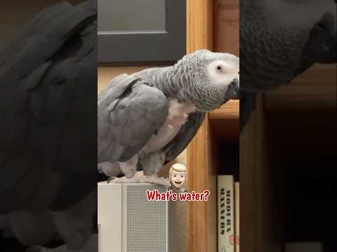 Jeff and I discussed how good water is. #africangreyparrot #takingparrot #shorts