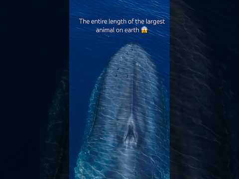 The entire length of the mighty Blue Whale swimming through your screen! #nature