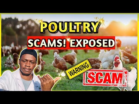 SCAMS In The Poultry Industry