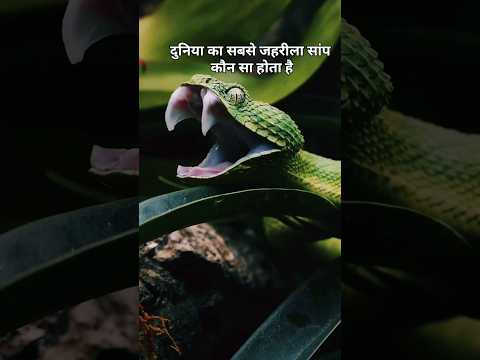 जहरीला सांप 🐍।#youtubeshorts #ytstudieo #viralvideo #motivation #shorts #trending।