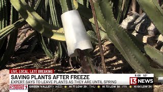 Tips for saving your plants following a freeze