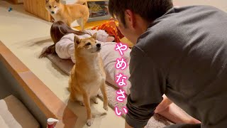 ママの悲鳴を聞いてマッサージをするパパを責め立てる柴犬