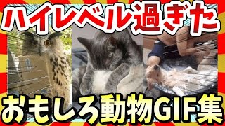 【🔥爆笑！】レベル高すぎ！動物達の面白可愛いGIF＆画像45選！ガルちゃんまとめ/2ch