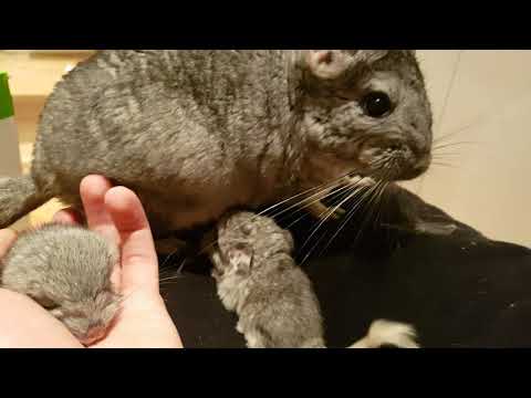 Masha & Sasha the 1 day old baby chinchilla's