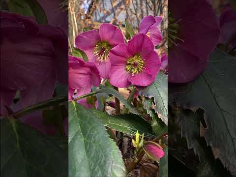 Hellebores in the Garden