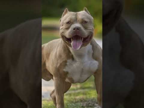 Pit Bull PUPPY Owners Reveal Their TOP Exercise Secrets #shorts