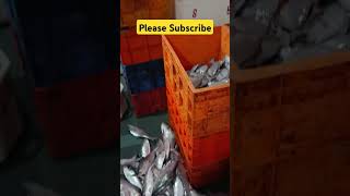 Ilish mach diamond harbour #ilish #hilsa #ilishmach #fishcutting #fishing #fishmarket #fishingvideo