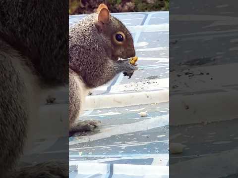 Poor hungry Squirrel 🐿️ in winter 🥶 🐿️❄️#shortsvideo #squirrel #squishy