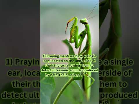 2 Facts That You Never Knew About Praying Mantis|| #shorts #trending #viral #facts #prayingmantis