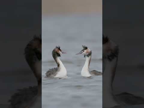 Nature's Ballet: Great Crested Grebe Courtship Dance 💃 #wildlife #birdphotography