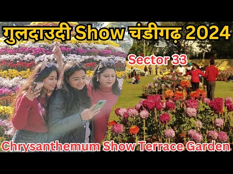 गुलदाउदी Show Chandigarh 2024 |Chrysanthemum Show Terrace Garden | Flower 🌺 Show Chandigarh |