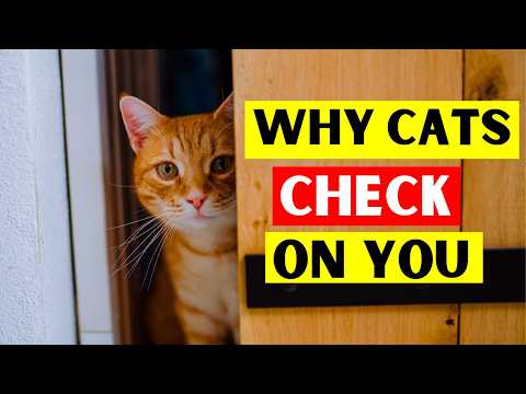 Why Does Your Cat Keep Checking on You?