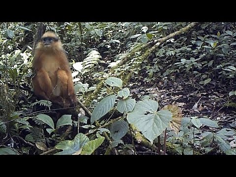 #FromTheField Mitred leaf monkey